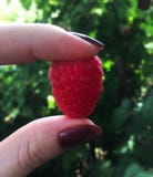 Juicy μεγάλος κόκκινος rasberry στα δάχτυλα στοκ φωτογραφίες με δικαίωμα ελεύθερης χρήσης Juicy μεγάλος κόκκινος rasberry στα δάχτυλα στοκ φωτογραφίες με δικαίωμα ελεύθερης χρήσης