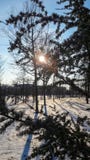 Julgran på snön och i filialerna solen arkivbilder Julgran på snön och i filialerna solen arkivbilder