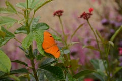 Julia Longwing Butterfly i trädgården fotografering för bildbyråer Julia Longwing Butterfly i trädgården fotografering för bildbyråer