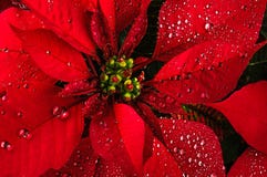 Julstjärnablomma fotografering för bildbyråer Julstjärnablomma fotografering för bildbyråer