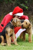 Jultomten liten hjälpredakvinna i den Santa Claus dräkten & två stora hundkapplöpning royaltyfria bilder Jultomten liten hjälpredakvinna i den Santa Claus dräkten & två stora hundkapplöpning royaltyfria bilder