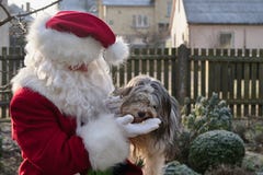 Jultomten spelar med en hund Santa Claus matar hundkapplöpning fotografering för bildbyråer Jultomten spelar med en hund Santa Claus matar hundkapplöpning fotografering för bildbyråer
