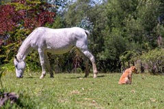 Jument grise Fleabitten et un chiot images stock Jument grise Fleabitten et un chiot images stock