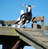 Jumping Baby Goat Kid