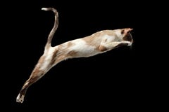 Jumping Oriental cat Isolated on Black royalty free stock photos Jumping Oriental cat Isolated on Black royalty free stock photos