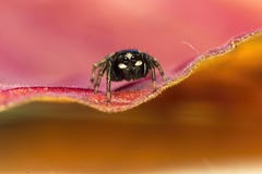 Jumping spider colourful background