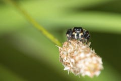 Jumping spider looking directly into the camera in Vernon, Connecticut. stock photo Jumping spider looking directly into the camera in Vernon, Connecticut. stock photo
