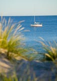Junco verde e ocean.GN fotografia de stock Junco verde e ocean.GN fotografia de stock