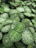 Lacy Patterns on Green Leaves