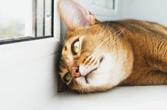 Junge abyssinische Katze träumt stockfotografie Junge abyssinische Katze träumt stockfotografie