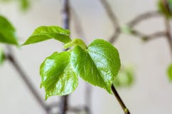 Junge Blätter des Klein-leaved Kalkes Lizenzfreie Stockfotografie Junge Blätter des Klein-leaved Kalkes Lizenzfreie Stockfotografie