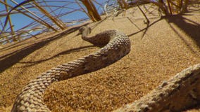 Junge Dünenadditionsmaschine oder Sidewinderschlange mit Spur in der Namibischen Wüste, Namibia stockfotografie Junge Dünenadditionsmaschine oder Sidewinderschlange mit Spur in der Namibischen Wüste, Namibia stockfotografie