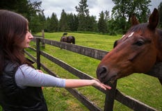 Junge Frau, die ein Pferd auf einer Weide einzieht lizenzfreie stockfotografie Junge Frau, die ein Pferd auf einer Weide einzieht lizenzfreie stockfotografie