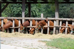Junge Pferde Thorougbred, die Heu auf der Ranch kauen lizenzfreie stockfotografie Junge Pferde Thorougbred, die Heu auf der Ranch kauen lizenzfreie stockfotografie