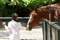 Junge und Pferd stockfotos Junge und Pferd stockfotos