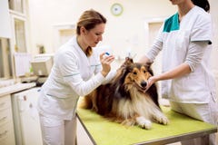 Junge weibliche tierärztliche nehmende Probe von Hund-` s Ohr stockfotos Junge weibliche tierärztliche nehmende Probe von Hund-` s Ohr stockfotos