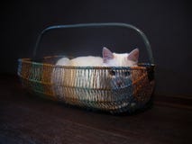 Junge weiße flaumige Katze liegt das Stillstehen entspannt in einem Weidenkorb stockfotografie Junge weiße flaumige Katze liegt das Stillstehen entspannt in einem Weidenkorb stockfotografie