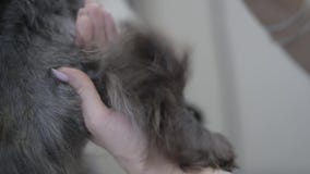 Junger Berufshaustier Groomer trocknet das Haar der Tatze des Hundes, nachdem er sich gewaschen hat Langsame Bewegung Abschluss o stock footage Junger Berufshaustier Groomer trocknet das Haar der Tatze des Hundes, nachdem er sich gewaschen hat Langsame Bewegung Abschluss o stock footage