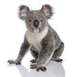 Junger Koala, Phascolarctos cinereus, 14 Monate alte stockbild Junger Koala, Phascolarctos cinereus, 14 Monate alte stockbild