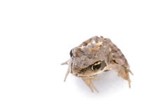Junger neugieriger kleiner Frosch mit den ausbauchenden Augen, die zur Seite schauen stockbilder Junger neugieriger kleiner Frosch mit den ausbauchenden Augen, die zur Seite schauen stockbilder