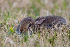 Junges braunes Kaninchen im hohen Gras lizenzfreie stockfotos Junges braunes Kaninchen im hohen Gras lizenzfreie stockfotos
