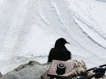 jungfrau Suisse Un chough alpin photographie stock jungfrau Suisse Un chough alpin photographie stock