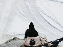 jungfrau Suisse Un chough alpin image stock jungfrau Suisse Un chough alpin image stock