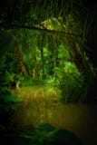 Jungle Jungle