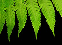 Tropical Leaves with Rain stock image. Image of plant, leaf - 606271