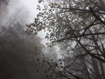 Jungle trees in the fog royalty free stock image Jungle trees in the fog royalty free stock image