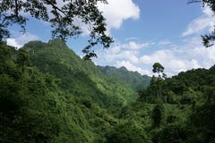 Jungle in Vietnam stock photography Jungle in Vietnam stock photography