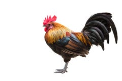 Junglefowl, красивый цыпленок изолированный на белизне стоковые фото Junglefowl, красивый цыпленок изолированный на белизне стоковые фото