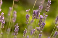 Juni is het seizoen van lavendel stock afbeelding Juni is het seizoen van lavendel stock afbeelding