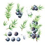 Juniper berries and branches set. Watercolor hand drawn illustration, isolated on white background royalty free illustration Juniper berries and branches set. Watercolor hand drawn illustration, isolated on white background royalty free illustration