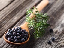 Juniper berries Stock Photos Juniper berries Stock Photos