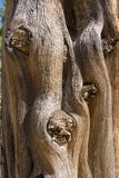 Juniper tree close-up of the trunk at Soda Canyon Overlook Trail stock images Juniper tree close-up of the trunk at Soda Canyon Overlook Trail stock images