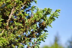 Juniperus communis The yellow male cones stock photos Juniperus communis The yellow male cones stock photos