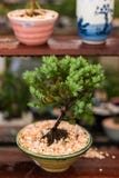 Juniperus Procumbens arkivbild Juniperus Procumbens arkivbild