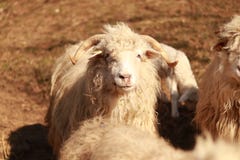 Finally a happy sheep. Still happy. royalty free stock photos Finally a happy sheep. Still happy. royalty free stock photos