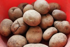 Just picked up potatoes royalty free stock photo Just picked up potatoes royalty free stock photo