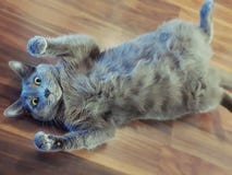 Juta le chat photos stock Juta le chat photos stock