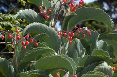 Juttae de Cyphostemma ou succulent de pied du ` s d'éléphant avec les baies mûres photo libre de droits Juttae de Cyphostemma ou succulent de pied du ` s d'éléphant avec les baies mûres photo libre de droits
