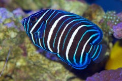 Juvenile Blue faced angelfish, a marine fish