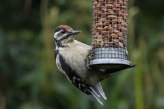 Greater Spotted Woodpecker (male) Bird On Nut Feeder Stock Photo