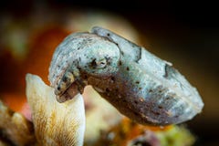 juvenile newborn flamboyant cuttlefish