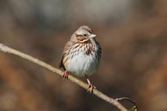 Juvenile Song Sparrow (Melospiza melodia) Royalty Free Stock Photos Juvenile Song Sparrow (Melospiza melodia) Royalty Free Stock Photos