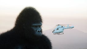Jätte- gorilla och helikopter i djungel Förhistoriskt djur och monster Realistisk päls framförande 3d vektor illustrationer Jätte- gorilla och helikopter i djungel Förhistoriskt djur och monster Realistisk päls framförande 3d vektor illustrationer