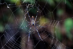 Jätte- Wood spindel Nephila Pilipes royaltyfria foton Jätte- Wood spindel Nephila Pilipes royaltyfria foton