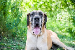 Jättelikt manligt tyskt hålla ögonen på för mastiff som är rakt på dig arkivbilder Jättelikt manligt tyskt hålla ögonen på för mastiff som är rakt på dig arkivbilder
