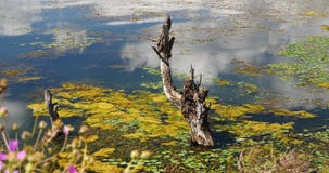 4k dentellent le bipinnatus de cosmos, défraîchi dans l'eau, montagne et le nuage réfléchissent sur le lac banque de vidéos 4k dentellent le bipinnatus de cosmos, défraîchi dans l'eau, montagne et le nuage réfléchissent sur le lac banque de vidéos